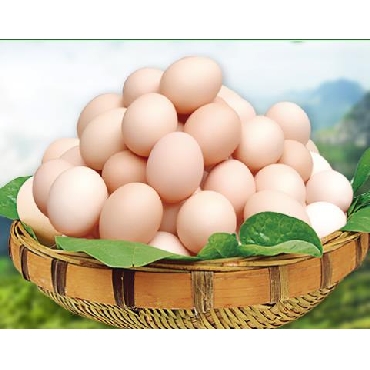 柳江绿色鸡蛋60型